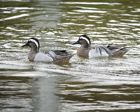 garganey